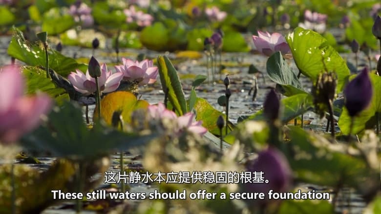 PBS纪录片《自然 Nature 2020-2026》第39-44季全81集 英语中英双字 无水印纯净版 1080P/MKV/184G 自然奇境插图4