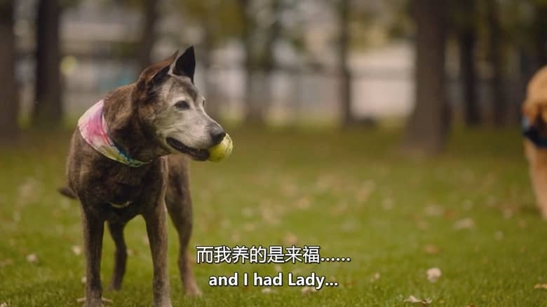 加拿大纪录片《爱狗人士 Must Love Dogs 2026》第一季全10集 英语中英双字 无水印纯净版 1080P/MKV/9.39G 治愈系宠物插图2 加拿大纪录片《爱狗人士 Must Love Dogs 2026》第一季全10集 英语中英双字 无水印纯净版 1080P/MKV/9.39G 治愈系宠物插图2