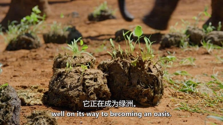 PBS纪录片《大象和白蚁 The Elephant and the Termite 2021》英语中英双字 无水印纯净版 1080P/MKV/3.8G 野生动物聚会场插图5 PBS纪录片《大象和白蚁 The Elephant and the Termite 2021》英语中英双字 无水印纯净版 1080P/MKV/3.8G 野生动物聚会场插图5