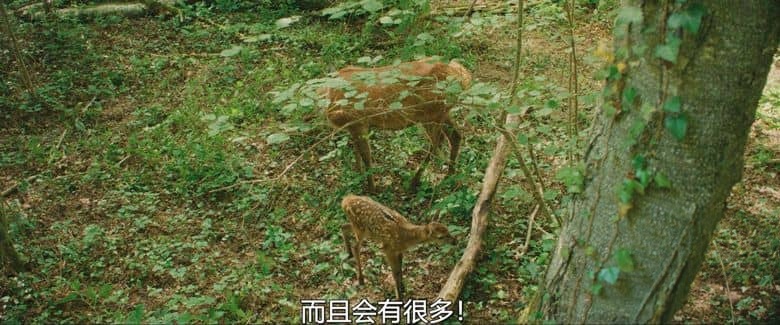 法国纪录片《小鹿斑比:森林生活故事 Bambi: A Tale of Life in the Woods 2024》法英语中英双字 无水印纯净版 4K超清/2160P/MKV/3.49G 自然生命之旅插图1 法国纪录片《小鹿斑比:森林生活故事 Bambi: A Tale of Life in the Woods 2024》法英语中英双字 无水印纯净版 4K超清/2160P/MKV/3.49G 自然生命之旅插图1