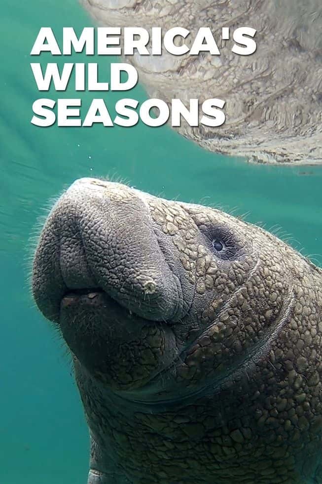 加拿大纪录片《美国荒野的季节 America’s Wild Seasons 2019》第一季全4集 英语中英双字 无水印纯净版 美国荒野四季插图 加拿大纪录片《美国荒野的季节 America’s Wild Seasons 2019》第一季全4集 英语中英双字 无水印纯净版 美国荒野四季插图