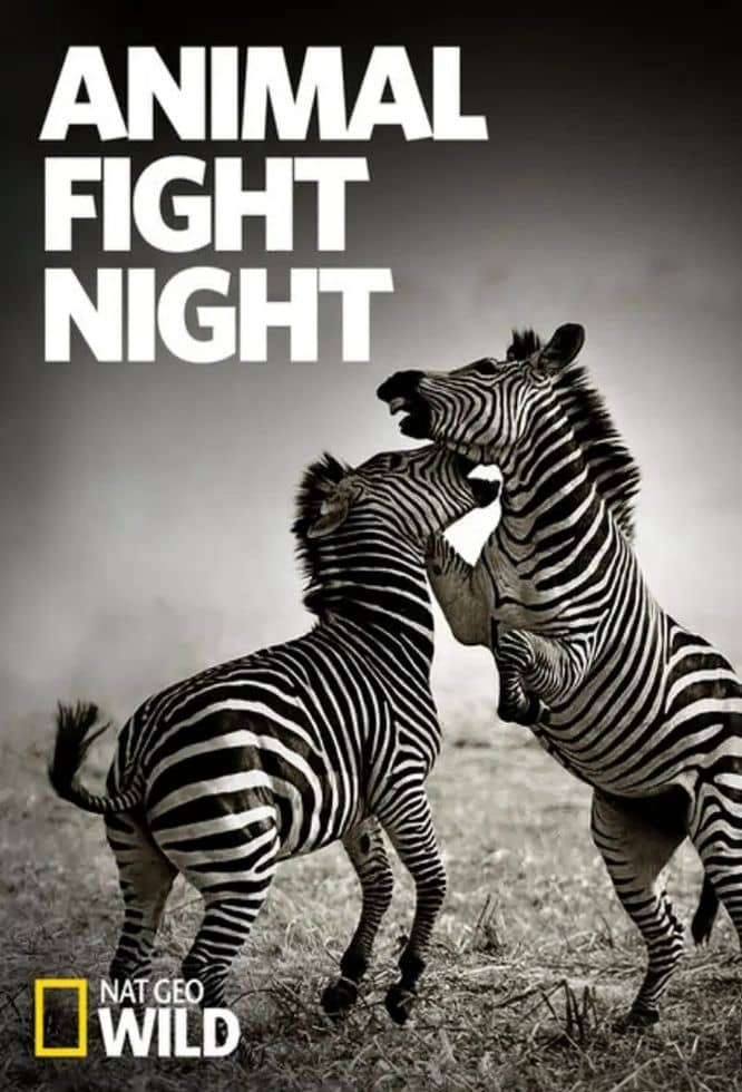 国家地理《大自然搏击俱乐部 Nature’s Fight Club 2021》全4集 英语中英双字 无水印纯净版 1080P/MKV/15.7G 动物争斗插图 国家地理《大自然搏击俱乐部 Nature’s Fight Club 2021》全4集 英语中英双字 无水印纯净版 1080P/MKV/15.7G 动物争斗插图