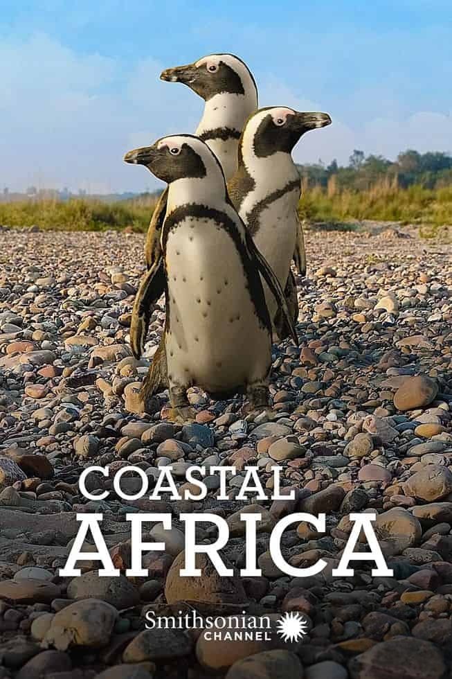 史密森尼频道《非洲海岸 Coastal Africa 2016》第一季全4集 英语中英双字 无水印纯净版 非洲海岸插图