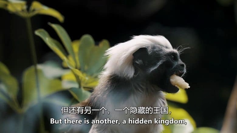 Curiosity纪录片《品味:生命之味 Taste: The Flavor of Life 2024》全2集 英语中英双字 无水印纯净版 味觉的奥秘插图6 Curiosity纪录片《品味:生命之味 Taste: The Flavor of Life 2024》全2集 英语中英双字 无水印纯净版 味觉的奥秘插图6