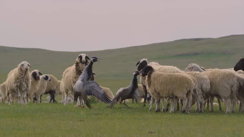 PBS纪录片《自然 Nature 2020-2026》第39-44季全81集 英语中英双字 无水印纯净版 1080P/MKV/184G 自然奇境插图2