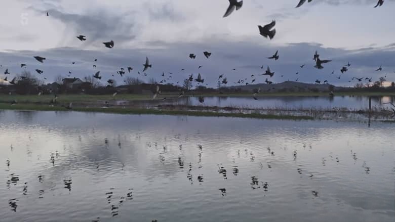 Ch5纪录片《山姆与埃德观鸟记 Sam & Ade Go Birding 2026》全3集 英语中英双字 无水印纯净版 1080P/MKV/8.13G 鸟类纪录片插图1