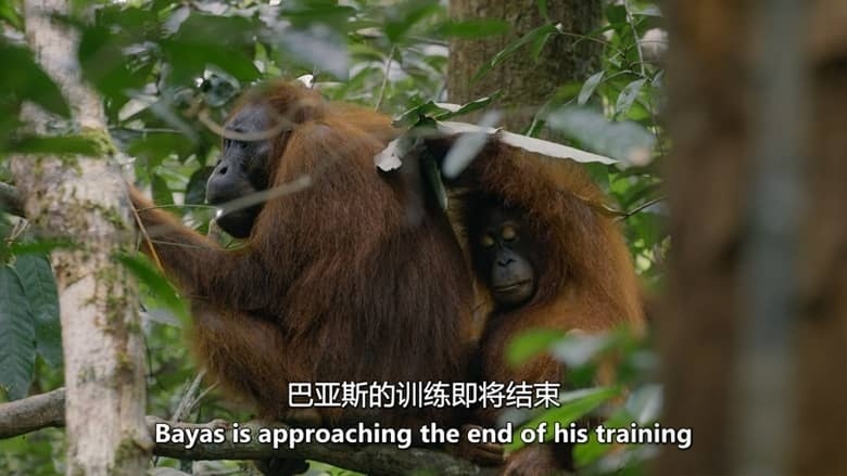 PBS纪录片《自然 Nature 2020-2026》第39-44季全81集 英语中英双字 无水印纯净版 1080P/MKV/184G 自然奇境插图6