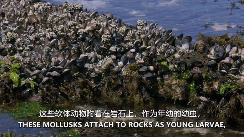 史密森尼频道《非洲海岸 Coastal Africa 2016》第一季全4集 英语中英双字 无水印纯净版 非洲海岸插图2