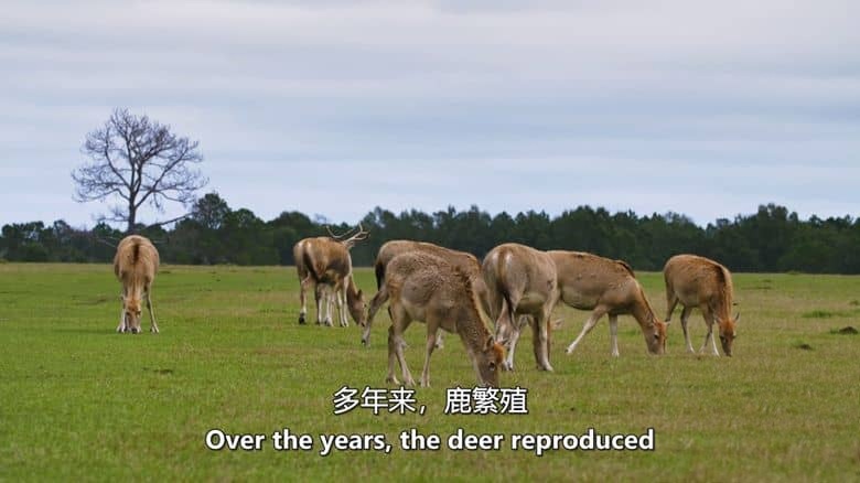 史密森尼频道《动物帝国 Animal Empire 2016》第一季全6集 英语中英双字 无水印纯净版 动物生存故事插图3