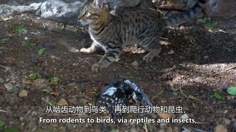 美国纪录片《猫咪杀手 Killer Kitty 2019》英语中英双字 无水印纯净版 1080P/MKV/3.11G 猫咪杀手插图3 美国纪录片《猫咪杀手 Killer Kitty 2019》英语中英双字 无水印纯净版 1080P/MKV/3.11G 猫咪杀手插图3