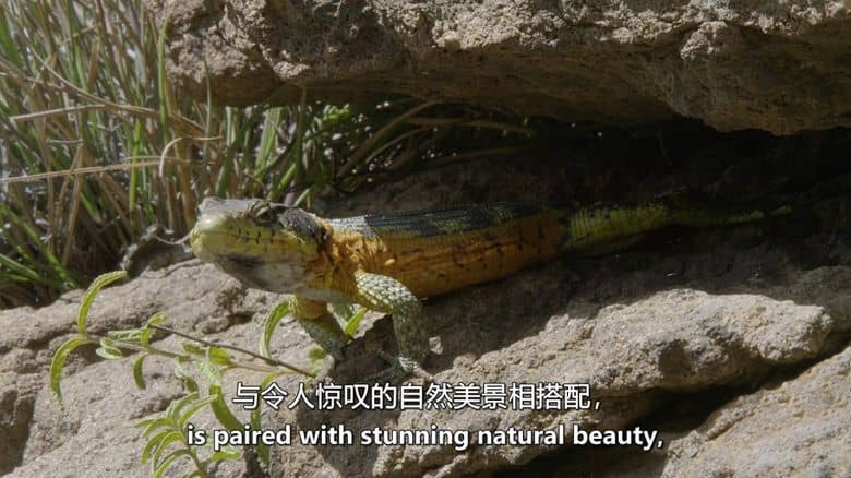 史密森尼频道《非洲隐藏的王国 Africa’s Hidden Kingdoms 2015》第一季全6集 英语中英双字 无水印纯净版 1080P/MKV/16.6G 非洲生态系统插图3 史密森尼频道《非洲隐藏的王国 Africa’s Hidden Kingdoms 2015》第一季全6集 英语中英双字 无水印纯净版 1080P/MKV/16.6G 非洲生态系统插图3