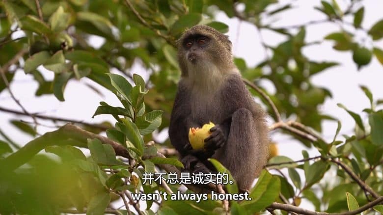 Curiosity纪录片《品味:生命之味 Taste: The Flavor of Life 2024》全2集 英语中英双字 无水印纯净版 味觉的奥秘插图3 Curiosity纪录片《品味:生命之味 Taste: The Flavor of Life 2024》全2集 英语中英双字 无水印纯净版 味觉的奥秘插图3