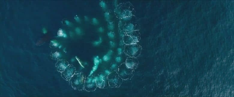 法国纪录片《星球守护者：鲸鱼的呼唤 Les Gardiennes De La Planete 2023》英语中英双字 无水印纯净版 探索鲸类的生命奥秘插图5