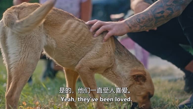 加拿大纪录片《爱狗人士 Must Love Dogs 2026》第一季全10集 英语中英双字 无水印纯净版 1080P/MKV/9.39G 治愈系宠物插图6 加拿大纪录片《爱狗人士 Must Love Dogs 2026》第一季全10集 英语中英双字 无水印纯净版 1080P/MKV/9.39G 治愈系宠物插图6