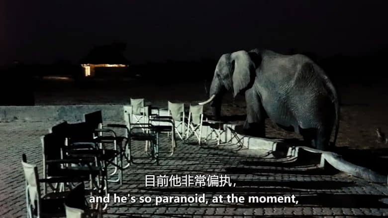 PBS纪录片《波蒂略探险:布干维尔岛之谜 The Portillo Expedition: Mystery on Bougainville Island 2019》英语中英双字 无水印纯净版 1080P/MKV/5.18G 山本五十六死因插图1 PBS纪录片《波蒂略探险:布干维尔岛之谜 The Portillo Expedition: Mystery on Bougainville Island 2019》英语中英双字 无水印纯净版 1080P/MKV/5.18G 山本五十六死因插图1
