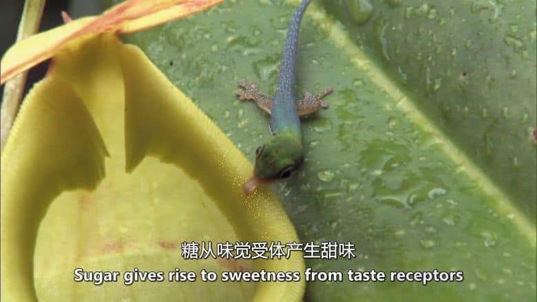 Curiosity纪录片《品味:生命之味 Taste: The Flavor of Life 2024》全2集 英语中英双字 无水印纯净版 味觉的奥秘插图1 Curiosity纪录片《品味:生命之味 Taste: The Flavor of Life 2024》全2集 英语中英双字 无水印纯净版 味觉的奥秘插图1