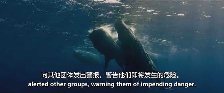 法国纪录片《星球守护者：鲸鱼的呼唤 Les Gardiennes De La Planete 2023》英语中英双字 无水印纯净版 探索鲸类的生命奥秘插图3