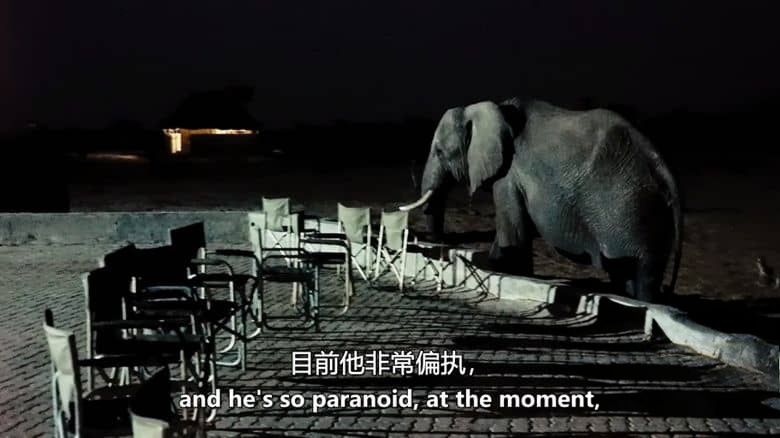 南非纪录片《大象难民 Elephant Refugees 2020》英语中英双字 无水印纯净版 1080P/MKV/5.03G 大象生存危机插图3 南非纪录片《大象难民 Elephant Refugees 2020》英语中英双字 无水印纯净版 1080P/MKV/5.03G 大象生存危机插图3