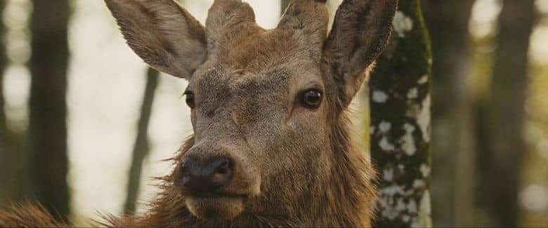 法国纪录片《小鹿斑比:森林生活故事 Bambi: A Tale of Life in the Woods 2024》法英语中英双字 无水印纯净版 4K超清/2160P/MKV/3.49G 自然生命之旅插图6 法国纪录片《小鹿斑比:森林生活故事 Bambi: A Tale of Life in the Woods 2024》法英语中英双字 无水印纯净版 4K超清/2160P/MKV/3.49G 自然生命之旅插图6