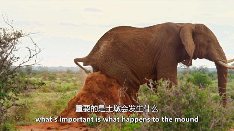 PBS纪录片《大象和白蚁 The Elephant and the Termite 2021》英语中英双字 无水印纯净版 1080P/MKV/3.8G 野生动物聚会场插图3 PBS纪录片《大象和白蚁 The Elephant and the Termite 2021》英语中英双字 无水印纯净版 1080P/MKV/3.8G 野生动物聚会场插图3