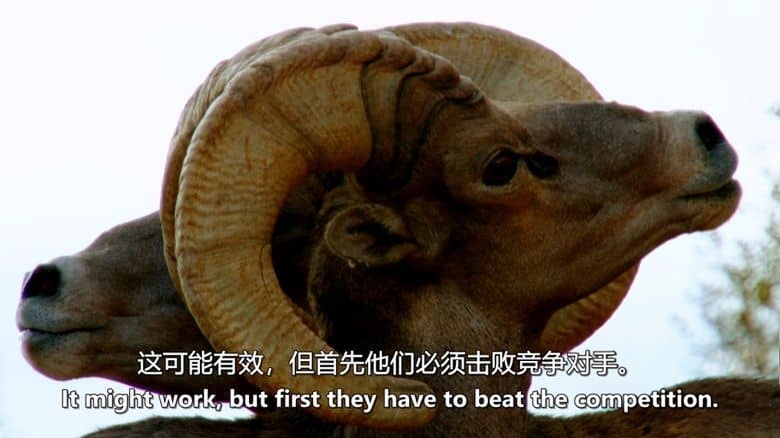 国家地理《大自然搏击俱乐部 Nature’s Fight Club 2021》全4集 英语中英双字 无水印纯净版 1080P/MKV/15.7G 动物争斗插图1 国家地理《大自然搏击俱乐部 Nature’s Fight Club 2021》全4集 英语中英双字 无水印纯净版 1080P/MKV/15.7G 动物争斗插图1