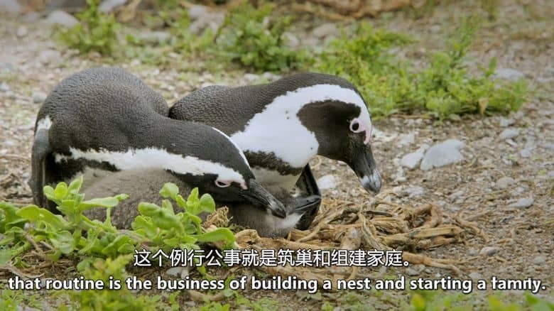 史密森尼频道《非洲海岸 Coastal Africa 2016》第一季全4集 英语中英双字 无水印纯净版 非洲海岸插图6