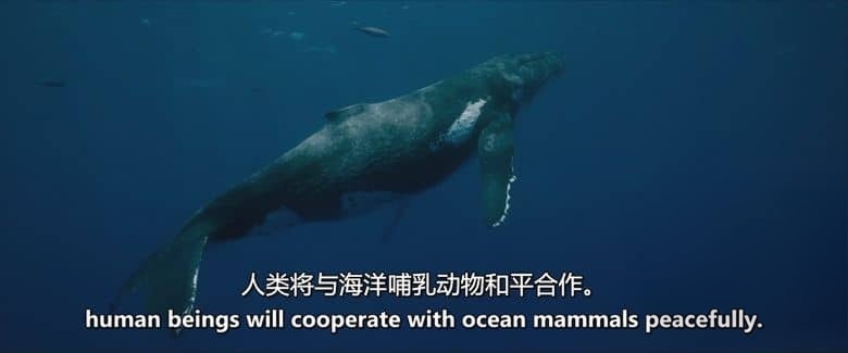 法国纪录片《星球守护者：鲸鱼的呼唤 Les Gardiennes De La Planete 2023》英语中英双字 无水印纯净版 探索鲸类的生命奥秘插图1