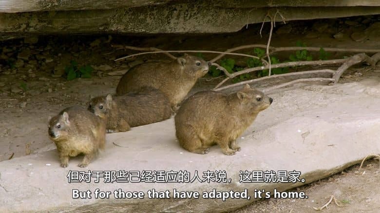 史密森尼频道《非洲隐藏的王国 Africa’s Hidden Kingdoms 2015》第一季全6集 英语中英双字 无水印纯净版 1080P/MKV/16.6G 非洲生态系统插图7 史密森尼频道《非洲隐藏的王国 Africa’s Hidden Kingdoms 2015》第一季全6集 英语中英双字 无水印纯净版 1080P/MKV/16.6G 非洲生态系统插图7