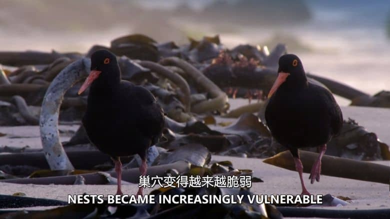 史密森尼频道《非洲海岸 Coastal Africa 2016》第一季全4集 英语中英双字 无水印纯净版 非洲海岸插图1