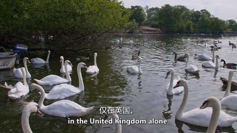 史密森尼频道《动物帝国 Animal Empire 2016》第一季全6集 英语中英双字 无水印纯净版 动物生存故事插图2