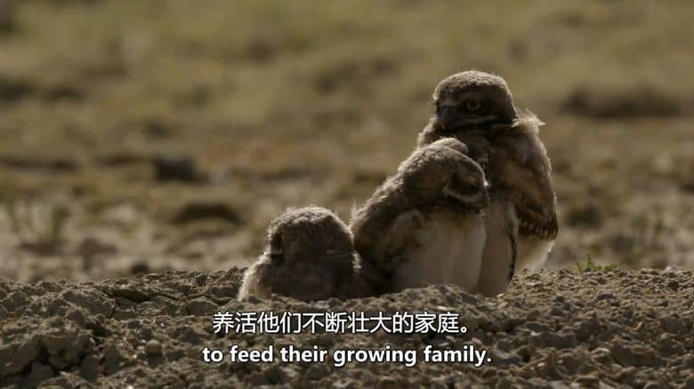 加拿大纪录片《美国荒野的季节 America’s Wild Seasons 2019》第一季全4集 英语中英双字 无水印纯净版 美国荒野四季插图3 加拿大纪录片《美国荒野的季节 America’s Wild Seasons 2019》第一季全4集 英语中英双字 无水印纯净版 美国荒野四季插图3