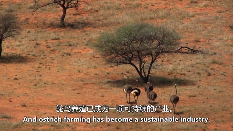 ZDF纪录片《空中看南非 South Africa From Above 2022》全6集 英语中英双字 无水印纯净版 鸟瞰南非插图2 ZDF纪录片《空中看南非 South Africa From Above 2022》全6集 英语中英双字 无水印纯净版 鸟瞰南非插图2