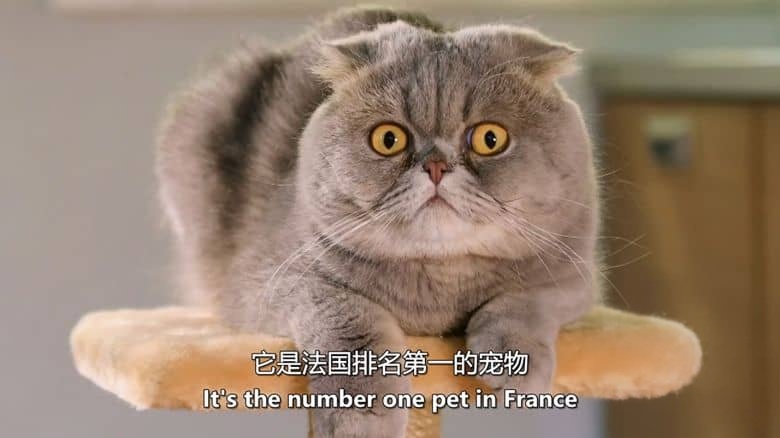 美国纪录片《猫咪杀手 Killer Kitty 2019》英语中英双字 无水印纯净版 1080P/MKV/3.11G 猫咪杀手插图2 美国纪录片《猫咪杀手 Killer Kitty 2019》英语中英双字 无水印纯净版 1080P/MKV/3.11G 猫咪杀手插图2