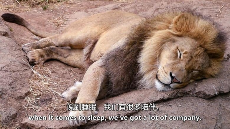 PBS纪录片《睡眠之谜 Mysteries of Sleep 2020》英语中英双字 无水印纯净版 1080P/MKV/2.04G 睡眠的科学插图3 PBS纪录片《睡眠之谜 Mysteries of Sleep 2020》英语中英双字 无水印纯净版 1080P/MKV/2.04G 睡眠的科学插图3