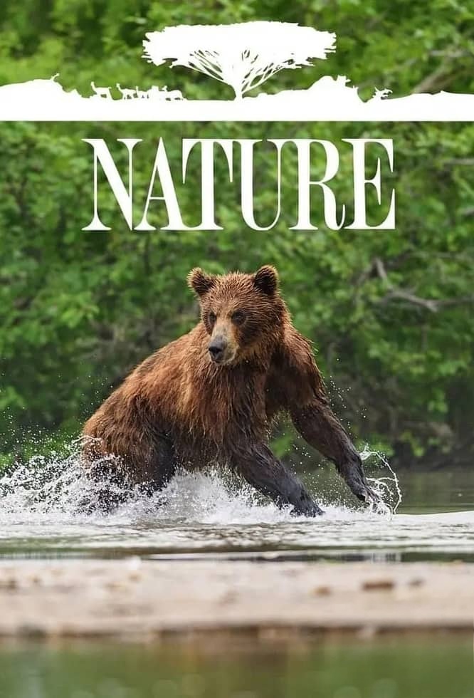 PBS纪录片《自然 Nature 2020-2026》第39-44季全81集 英语中英双字 无水印纯净版 1080P/MKV/184G 自然奇境插图