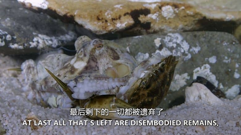史密森尼频道《非洲海岸 Coastal Africa 2016》第一季全4集 英语中英双字 无水印纯净版 非洲海岸插图3