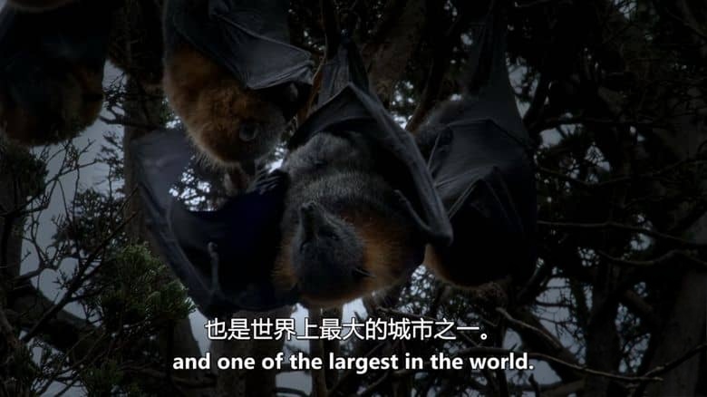 史密森尼频道《动物帝国 Animal Empire 2016》第一季全6集 英语中英双字 无水印纯净版 动物生存故事插图4