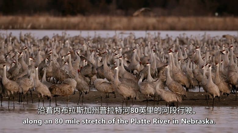 加拿大纪录片《美国荒野的季节 America’s Wild Seasons 2019》第一季全4集 英语中英双字 无水印纯净版 美国荒野四季插图1 加拿大纪录片《美国荒野的季节 America’s Wild Seasons 2019》第一季全4集 英语中英双字 无水印纯净版 美国荒野四季插图1