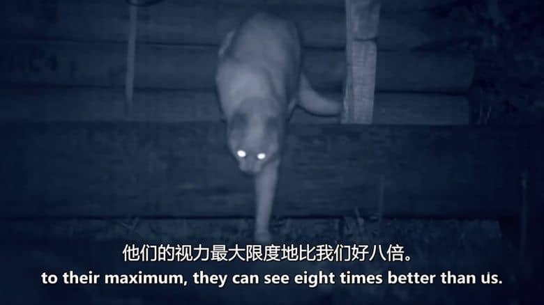 美国纪录片《猫咪杀手 Killer Kitty 2019》英语中英双字 无水印纯净版 1080P/MKV/3.11G 猫咪杀手插图4 美国纪录片《猫咪杀手 Killer Kitty 2019》英语中英双字 无水印纯净版 1080P/MKV/3.11G 猫咪杀手插图4
