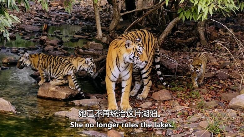 PBS纪录片《自然 Nature 2020-2026》第39-44季全81集 英语中英双字 无水印纯净版 1080P/MKV/184G 自然奇境插图8 PBS纪录片《自然 Nature 2020-2026》第39-44季全81集 英语中英双字 无水印纯净版 1080P/MKV/184G 自然奇境插图8