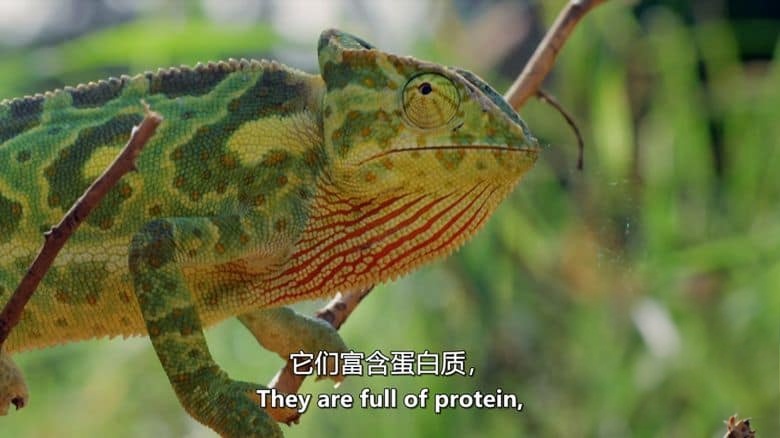 PBS纪录片《大象和白蚁 The Elephant and the Termite 2021》英语中英双字 无水印纯净版 1080P/MKV/3.8G 野生动物聚会场插图7 PBS纪录片《大象和白蚁 The Elephant and the Termite 2021》英语中英双字 无水印纯净版 1080P/MKV/3.8G 野生动物聚会场插图7