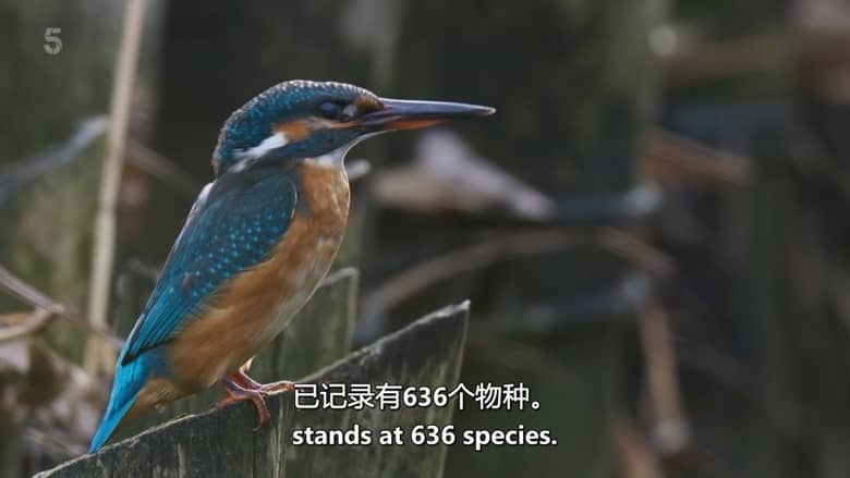 Ch5纪录片《山姆与埃德观鸟记 Sam & Ade Go Birding 2026》全3集 英语中英双字 无水印纯净版 1080P/MKV/8.13G 鸟类纪录片插图3