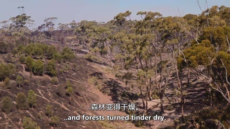 ABC纪录片《野火之后 After the Wildfires 2020》英语中英双字 无水印纯净版 1080P/MKV/859M 澳洲野火插图6 ABC纪录片《野火之后 After the Wildfires 2020》英语中英双字 无水印纯净版 1080P/MKV/859M 澳洲野火插图6