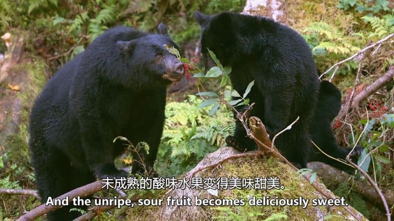 Curiosity纪录片《品味:生命之味 Taste: The Flavor of Life 2024》全2集 英语中英双字 无水印纯净版 味觉的奥秘插图2 Curiosity纪录片《品味:生命之味 Taste: The Flavor of Life 2024》全2集 英语中英双字 无水印纯净版 味觉的奥秘插图2