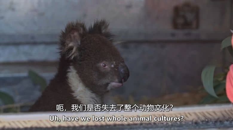 ABC纪录片《野火之后 After the Wildfires 2020》英语中英双字 无水印纯净版 1080P/MKV/859M 澳洲野火插图4 ABC纪录片《野火之后 After the Wildfires 2020》英语中英双字 无水印纯净版 1080P/MKV/859M 澳洲野火插图4