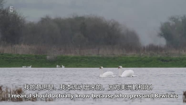 Ch5纪录片《山姆与埃德观鸟记 Sam & Ade Go Birding 2026》全3集 英语中英双字 无水印纯净版 1080P/MKV/8.13G 鸟类纪录片插图7