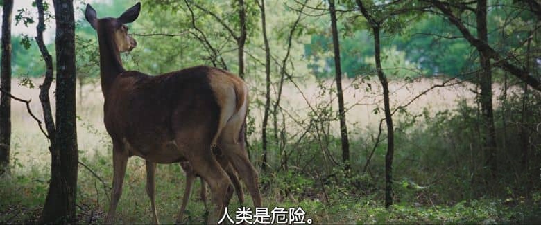 法国纪录片《小鹿斑比:森林生活故事 Bambi: A Tale of Life in the Woods 2024》法英语中英双字 无水印纯净版 4K超清/2160P/MKV/3.49G 自然生命之旅插图2 法国纪录片《小鹿斑比:森林生活故事 Bambi: A Tale of Life in the Woods 2024》法英语中英双字 无水印纯净版 4K超清/2160P/MKV/3.49G 自然生命之旅插图2