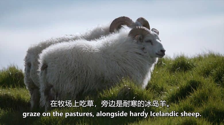 德国纪录片《神奇的岛屿 Magisches Island 2019》英语中英双字 无水印纯净版 1080P/MKV/3.31G 冰岛纪录片插图5 德国纪录片《神奇的岛屿 Magisches Island 2019》英语中英双字 无水印纯净版 1080P/MKV/3.31G 冰岛纪录片插图5