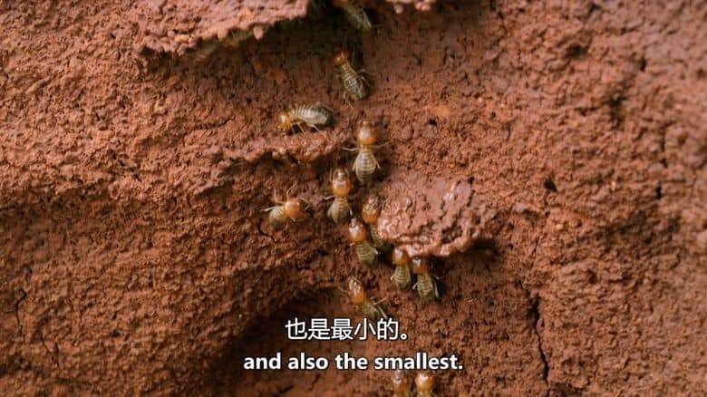 PBS纪录片《大象和白蚁 The Elephant and the Termite 2021》英语中英双字 无水印纯净版 1080P/MKV/3.8G 野生动物聚会场插图2 PBS纪录片《大象和白蚁 The Elephant and the Termite 2021》英语中英双字 无水印纯净版 1080P/MKV/3.8G 野生动物聚会场插图2