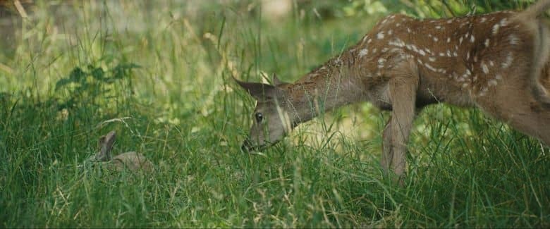 法国纪录片《小鹿斑比:森林生活故事 Bambi: A Tale of Life in the Woods 2024》法英语中英双字 无水印纯净版 4K超清/2160P/MKV/3.49G 自然生命之旅插图3 法国纪录片《小鹿斑比:森林生活故事 Bambi: A Tale of Life in the Woods 2024》法英语中英双字 无水印纯净版 4K超清/2160P/MKV/3.49G 自然生命之旅插图3